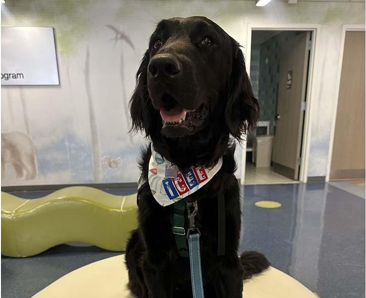 Therapy dog, Icee